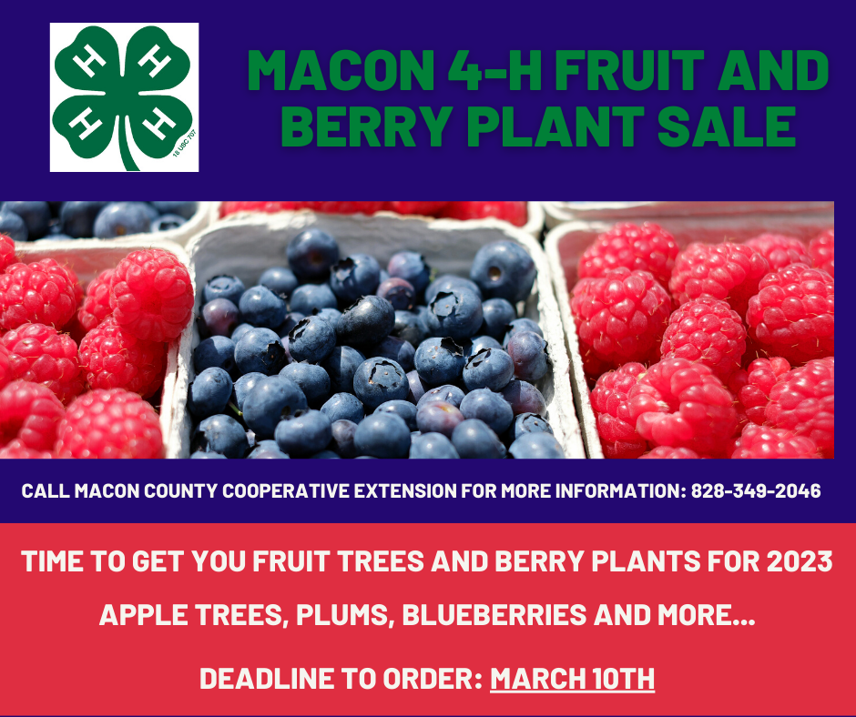 4-H Fruit and Berry sale Flyer