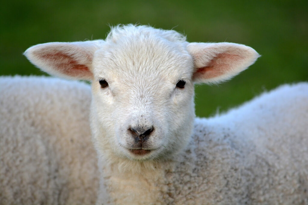 lamb