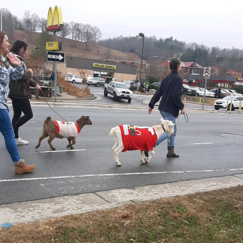 Goats in Christmas sweaters walk in a parade.