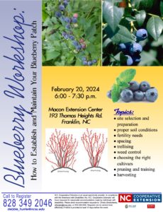 Blueberry Flyer