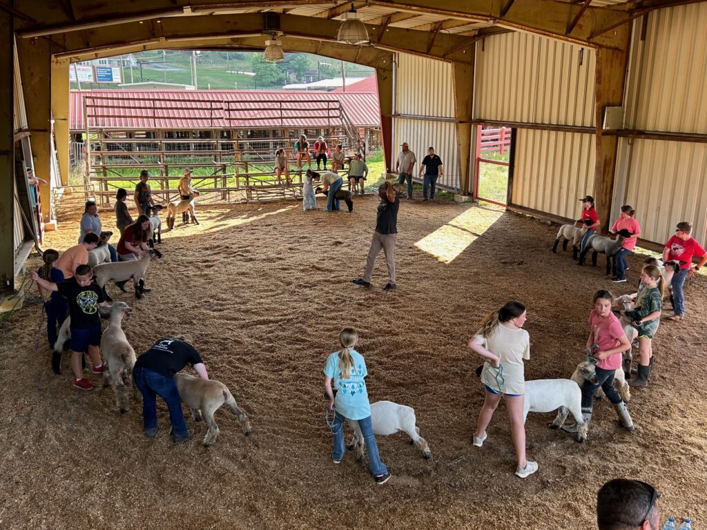 Group working lambs