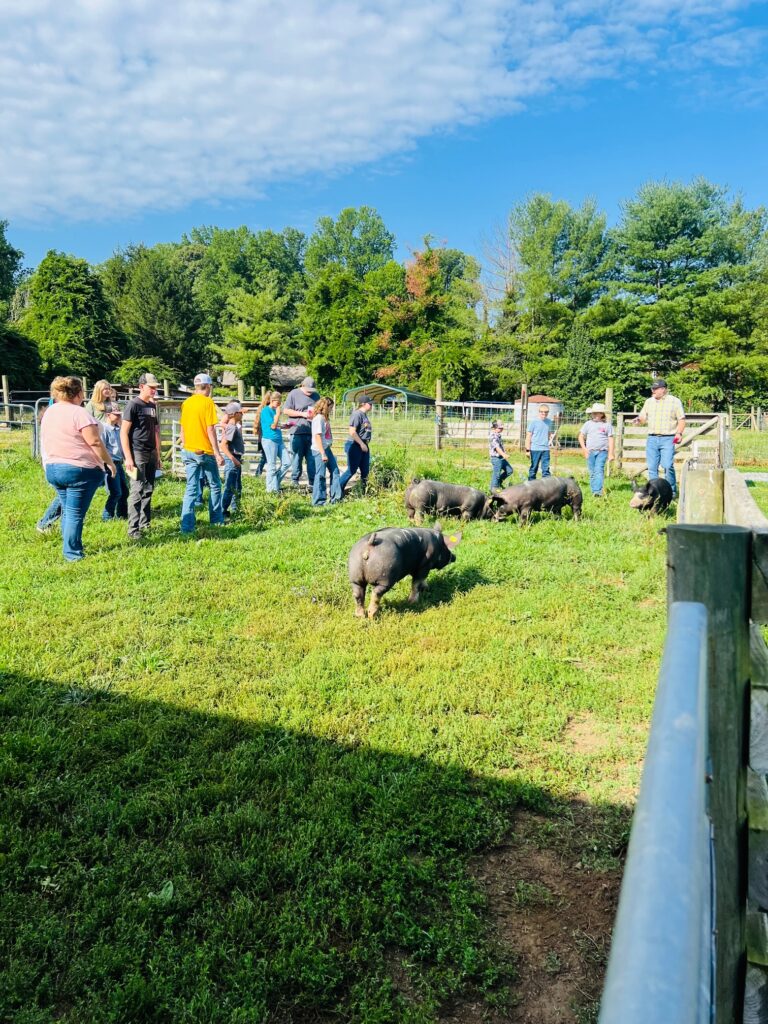 Livestock Judging