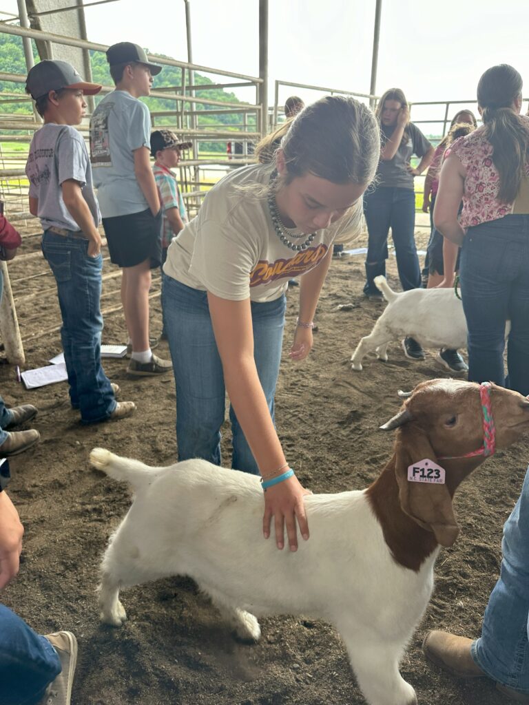 Livestock Judging