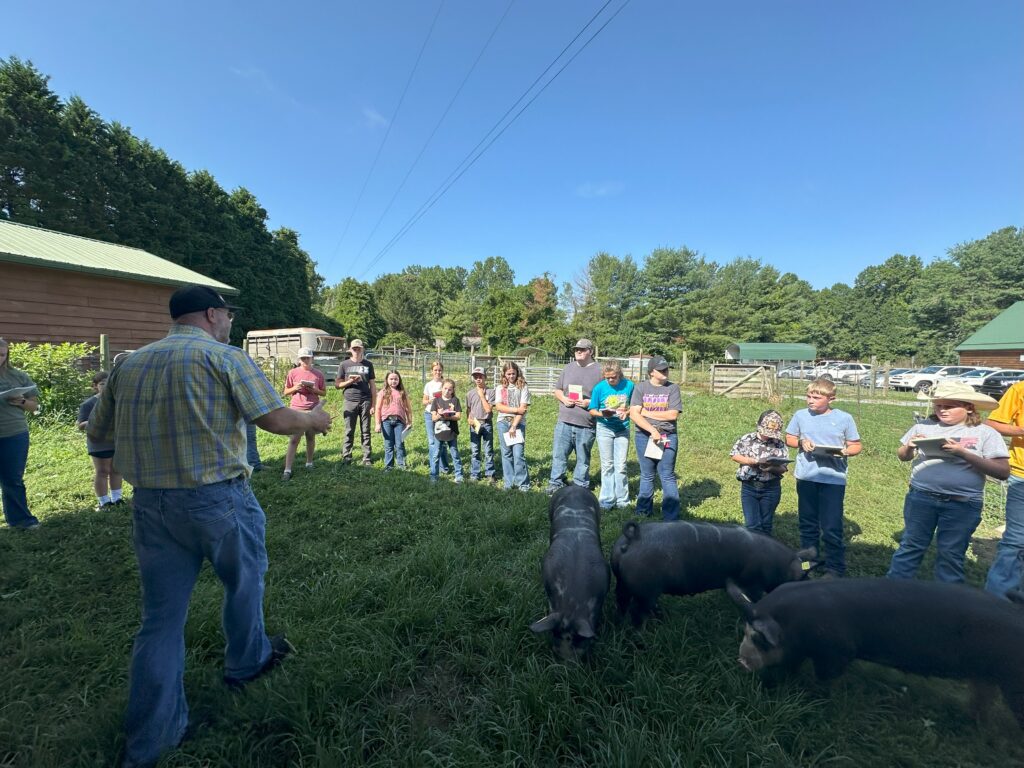 Livestock Judging