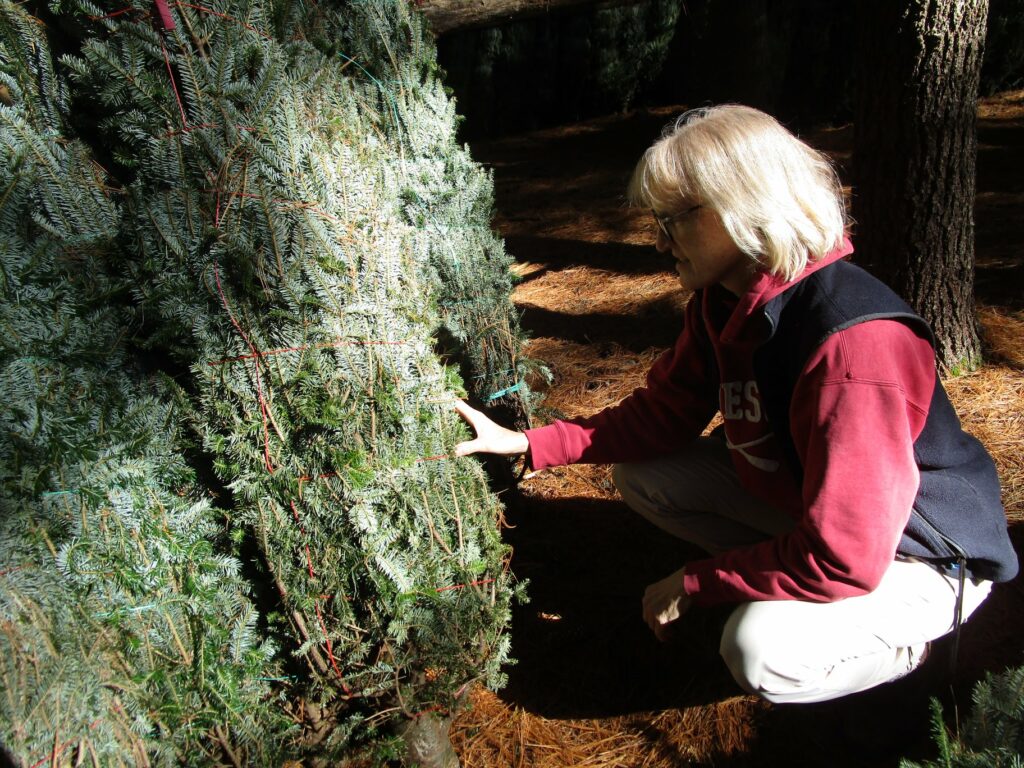 Looking at baled Fraser fir Christmas trees