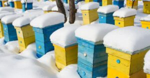 Cover photo for What Should I Be Doing in My Apiary This Month?  January