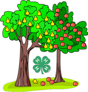 4-H Fruit Tree