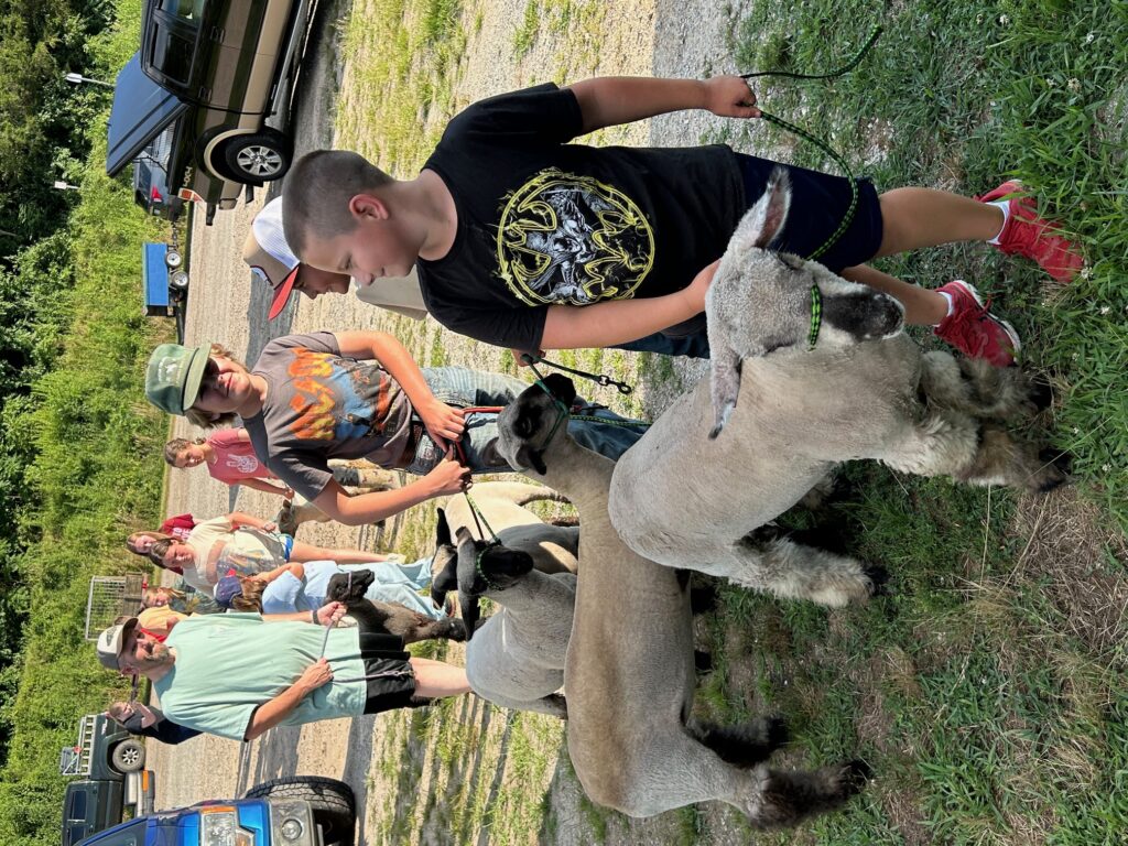 Market Lamb Program