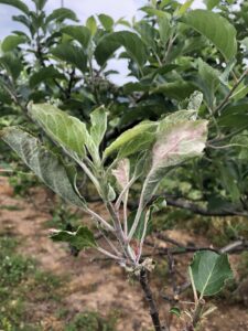 Primary powdery mildew symptoms on apple