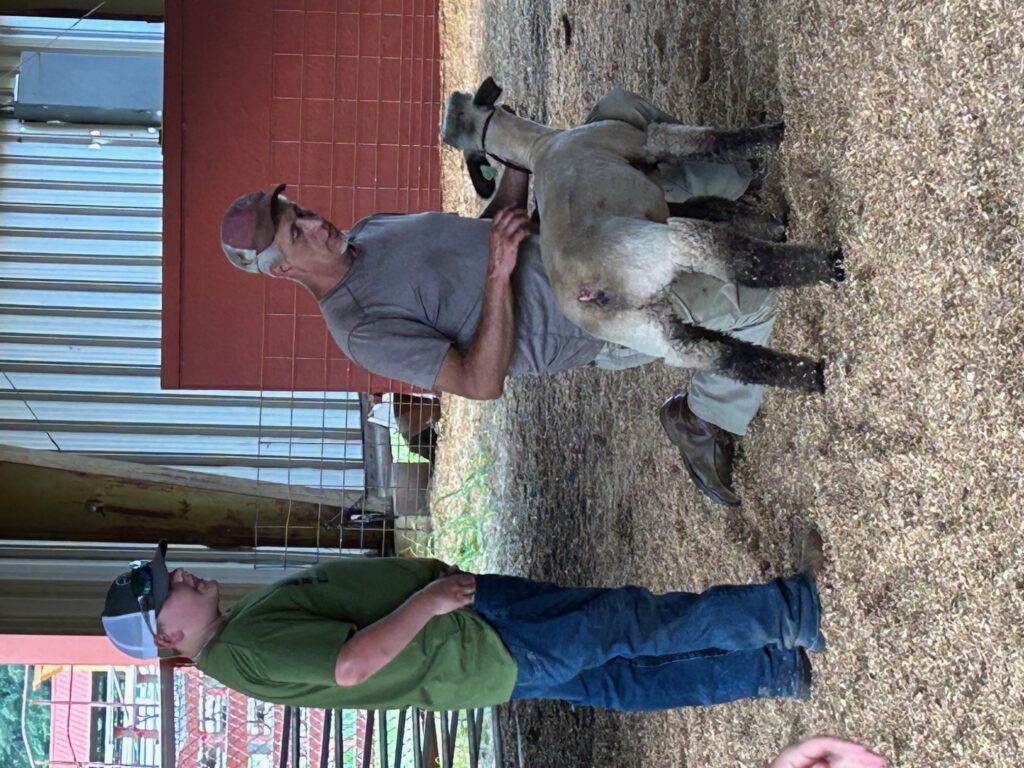 Lamb Pics