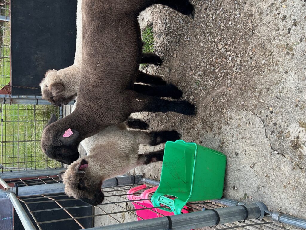 2025 Market Lambs