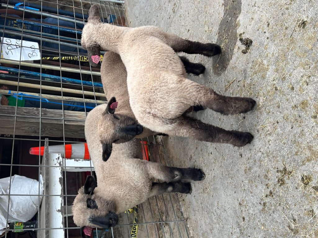 2025 Lambs