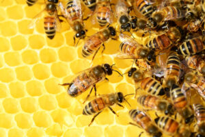 Honey Bees with Comb